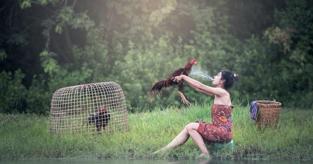cara merawat ayam bangkok