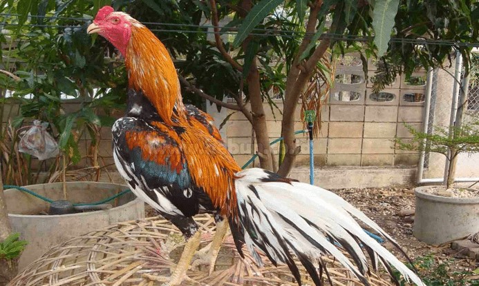 ayam bangkok import thailand asli
