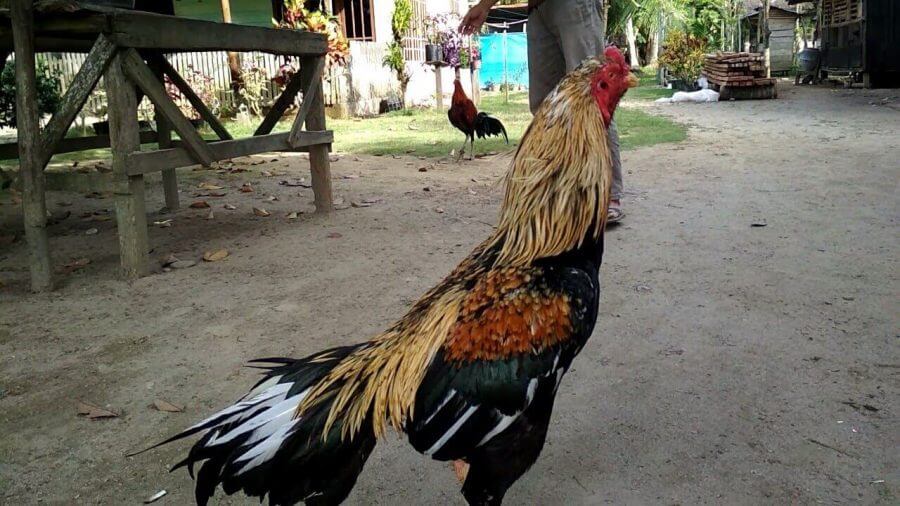 Ayam Bangkok jalak