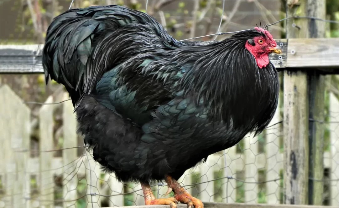 Ayam Australorp: Sejarah, Ciri, Kelebihan dan Kekurangan