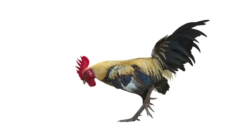 Ayam Bangkok Petarung Super Berkualitas Tinggi