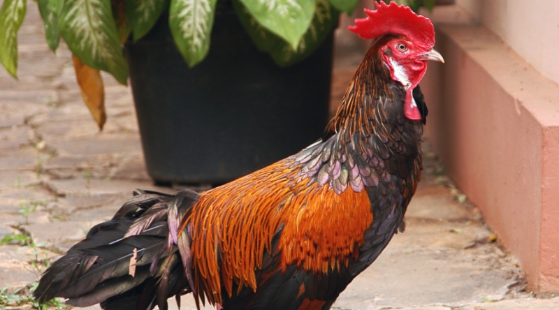Ayam Bekisar: Asal Usul, Ciri, Jenis dan Tips Cara Jitu Merawatnya