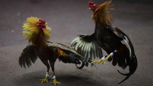 Ayam Brakot: Asal Usul, Karakteristik, Kelebihan dan Kekurangannya