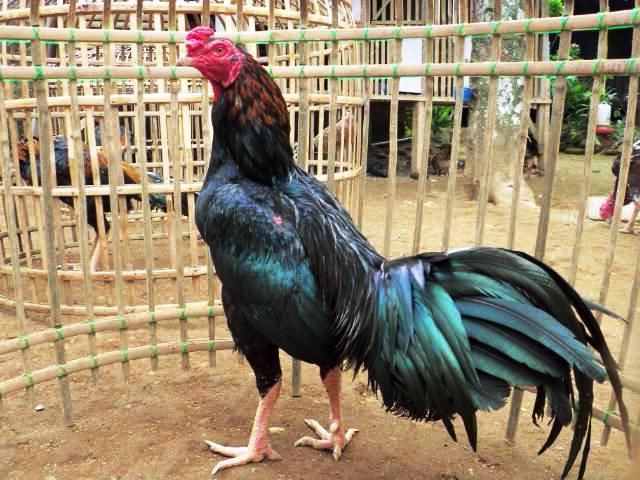 Ayam Ciparage: Ciri, Kelebihan dan Cara Merawatnya