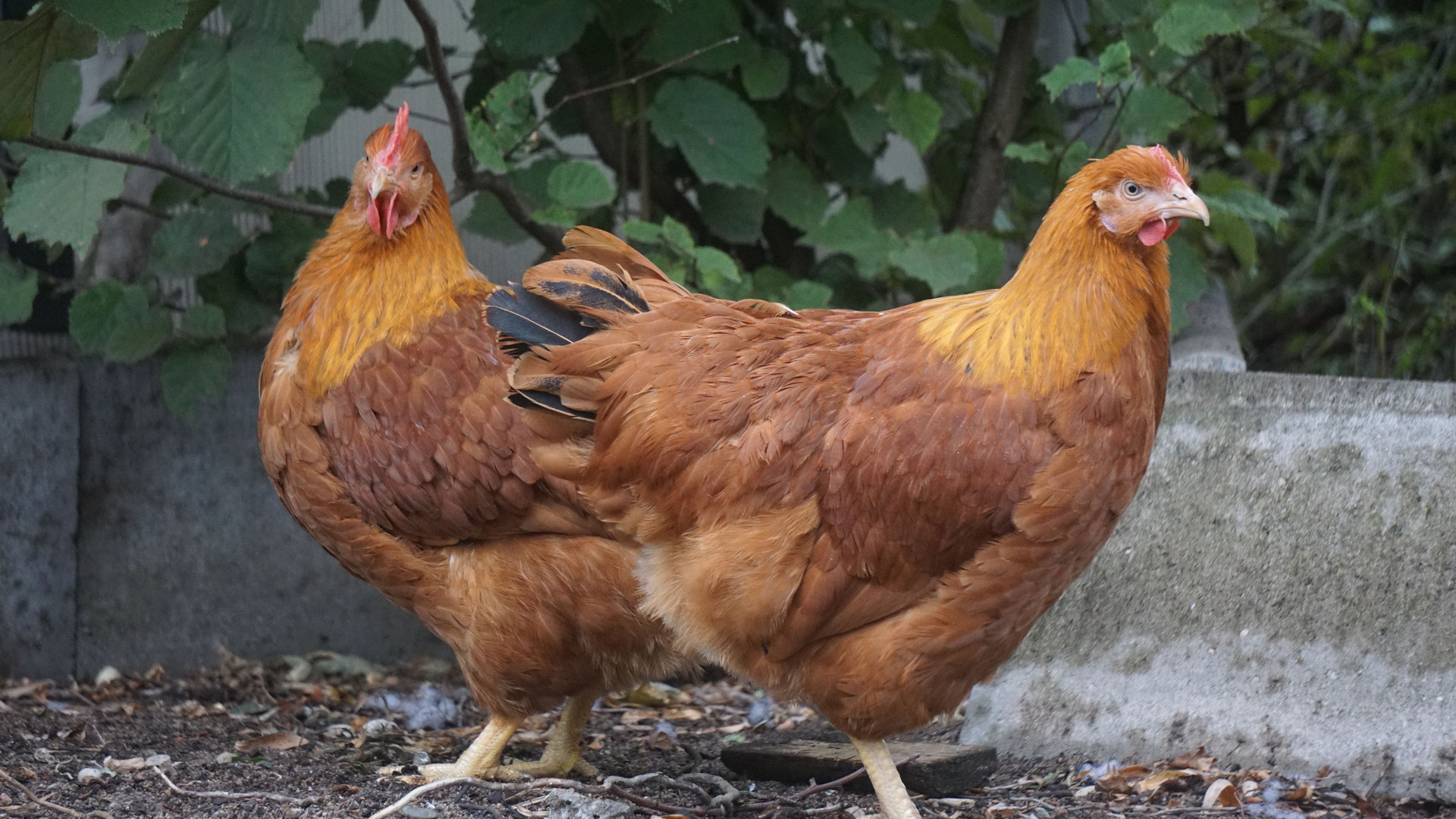 Ayam New Hampshire: Sejarah, Ciri Khas, Kelebihan, dan Cara Ternaknya