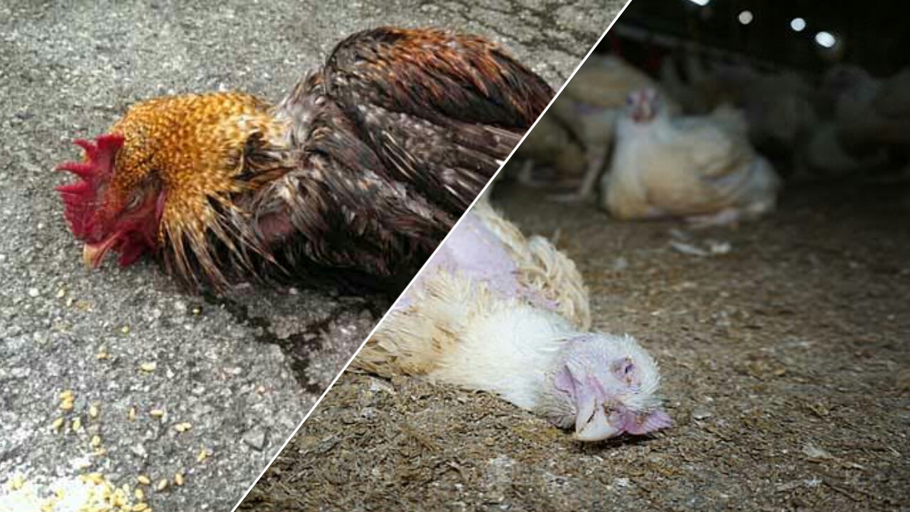 Cara Mengobati Ayam Ngorok Dengan Tepat dan Efisien