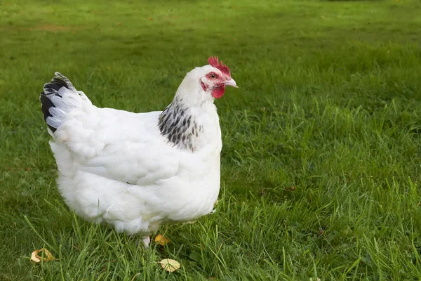 Ayam Sussex: AsalUsul, Ciri, Klasifikasi & Pakan Terbaik