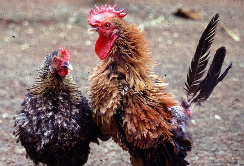 Ayam Walik: Keunikan, Jenis, Kelebihan dan Kekurangan