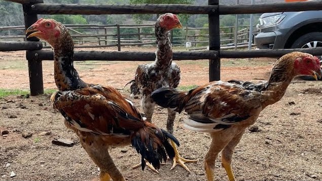 Ayam Indio Gigante: Keunikan, Asal Usul, dan Peluang Menjanjikan
