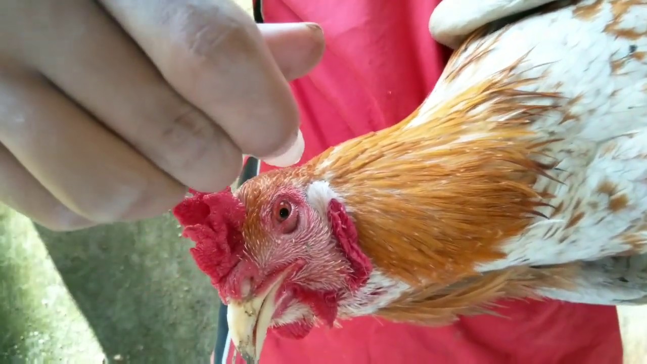 Cara Mengobati Mata Ayam Rabun Dengan Solusi Tepat