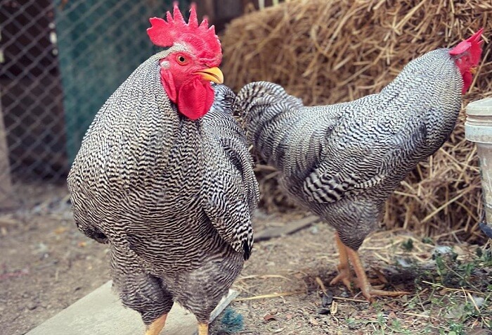 Ayam Plymouth Rock: Asal Usul, Jenis, Ciri Khas & Kelebihannya