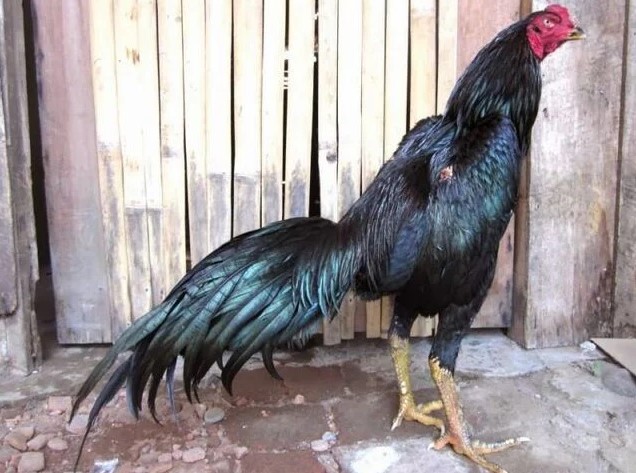 Ayam Shamokoy: Sejarah, Ciri, Kelebihan, dan Gaya Bertarungnya